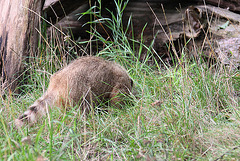 20100902 7777Aw [D~ST] Südamerikanischer Nasenbär (Nasua nasua), Zoo Rheine