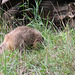20100902 7777Aw [D~ST] Südamerikanischer Nasenbär (Nasua nasua), Zoo Rheine