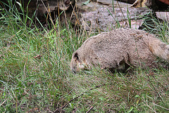 20100902 7778Aw [D~ST] Südamerikanischer Nasenbär (Nasua nasua), Zoo Rheine