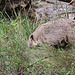 20100902 7778Aw [D~ST] Südamerikanischer Nasenbär (Nasua nasua), Zoo Rheine