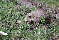 20100902 7780Aw [D~ST] Südamerikanischer Nasenbär (Nasua nasua), Zoo Rheine