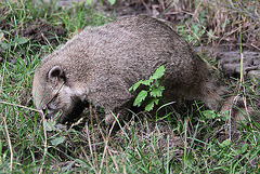 20100902 7781Aw [D~ST] Südamerikanischer Nasenbär (Nasua nasua), Zoo Rheine