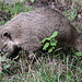 20100902 7781Aw [D~ST] Südamerikanischer Nasenbär (Nasua nasua), Zoo Rheine