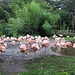20100902 7783Aw [D~ST] Chile-Flamingo (Phenicopterus chilensis), Zoo Rheine