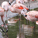 20100902 7785Aw [D~ST] Chile-Flamingo (Phenicopterus chilensis), Zoo Rheine