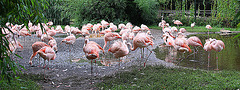 20100902 7784Aw [D~ST] Chile-Flamingo (Phenicopterus chilensis), Zoo Rheine