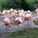 20100902 7784Aw [D~ST] Chile-Flamingo (Phenicopterus chilensis), Zoo Rheine