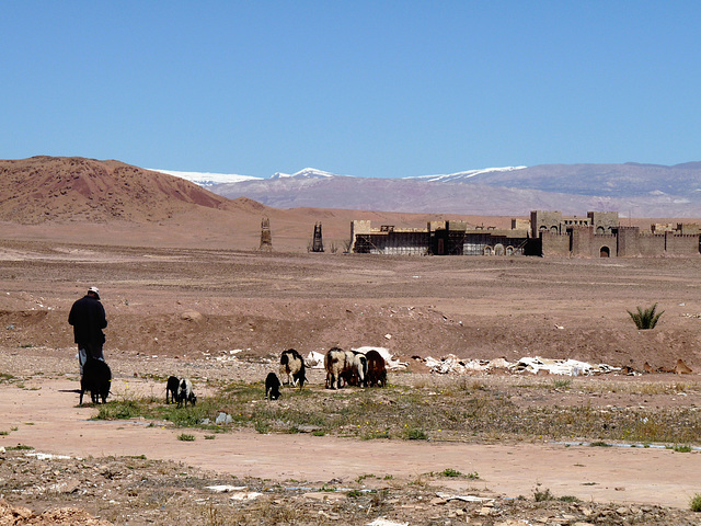 Goatherd with Goats at Atlas Film Studios