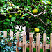Äpfel aus Nachbars Garten