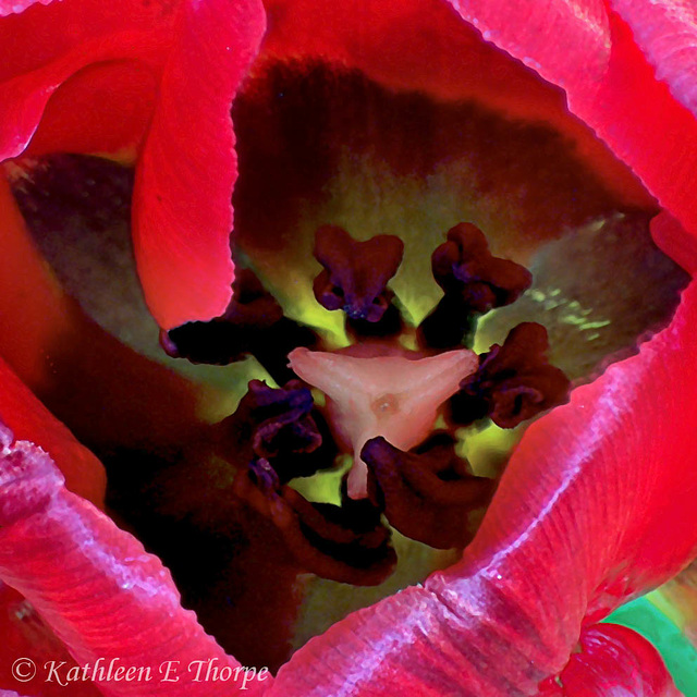 Red Tulip 0007