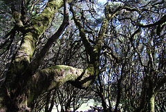 Bosque del Parque natural de Gomera. Islas Canarias