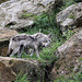 20100902 7939Aw [D~ST] Goldschakal (Canis aureus), Zoo Rheine