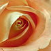 Rose pastel stacking 071812