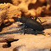 20100902 7941Aw [D~ST] Käfer (Südamerika), Zoo Rheine