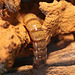 20100902 7946Aw [D~ST] Käfer-Made (Südamerika), Zoo Rheine