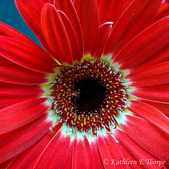Gerbera Daisy red stacking 071812.  Please view large.