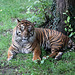 20100902 7953Aw [D~ST] Sumatra-Tiger (Panthera tigris sumatrae), Zoo Rheine