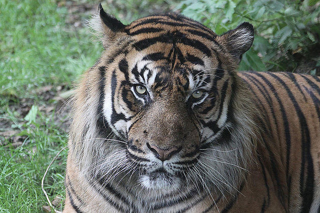 20100902 7954Aw [D~ST] Sumatra-Tiger (Panthera tigris sumatrae), Zoo Rheine