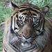 20100902 7954Aw [D~ST] Sumatra-Tiger (Panthera tigris sumatrae), Zoo Rheine