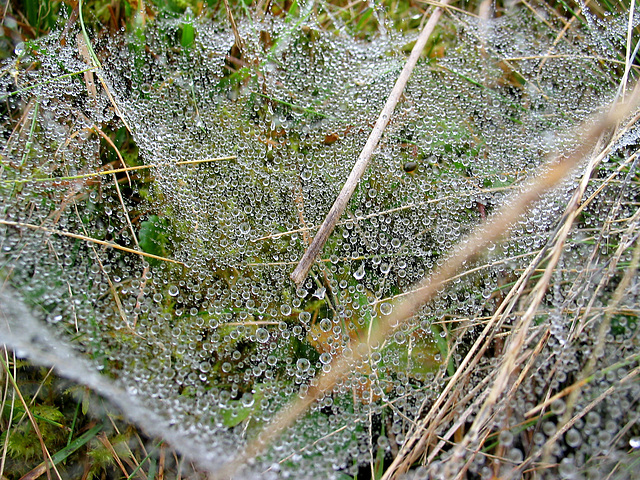 Tautropfen am Spinnennetz