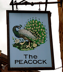 'The Peacock'