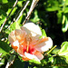 Peach hibiscus
