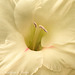 Glorious Gladiolus white focus stacking 071812