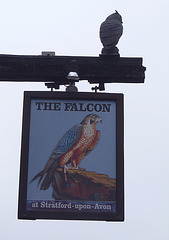 'The Falcon'