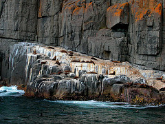 Walros plattform on the rocks on the island