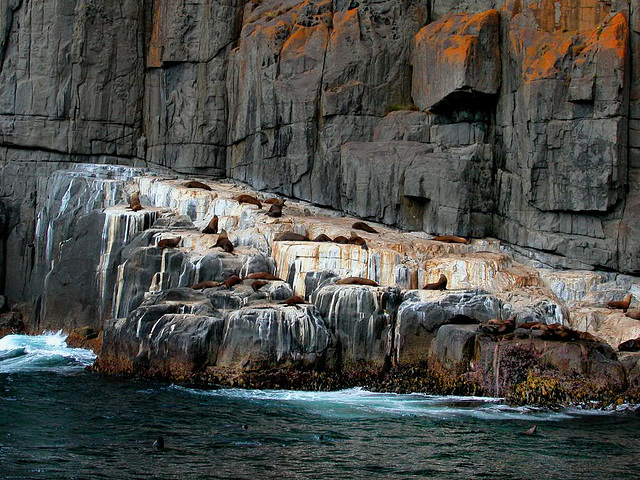Walros plattform on the rocks on the island