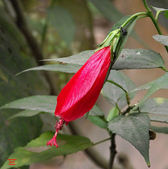 red flower with insect