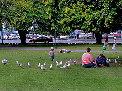 In St Davids Park in Hobart