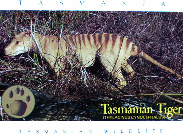 Tasmanian Tiger also known as Tassi Tiger