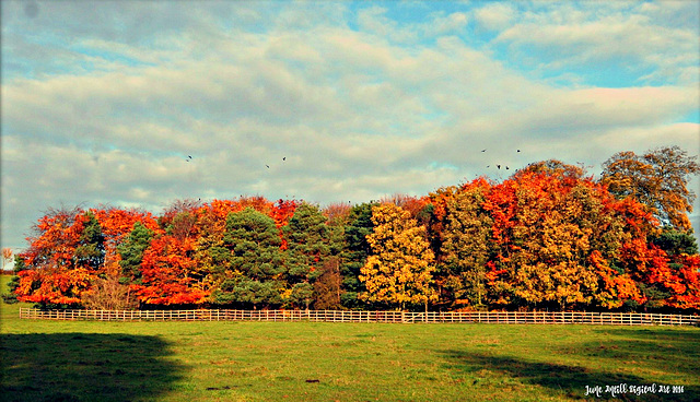Shades of autumn 2008