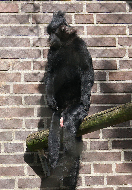 20100902 7801Aw [D~ST] Schwarzmakak (Macaca nigra), Zoo Rheine