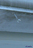 Raindrop falling from gutters...