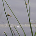 20100701 6220Mw [D~MI] Segellibelle: Vierfleck, Großes Torfmoor, Hille