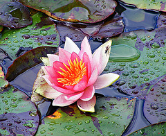 Waterlily with fly