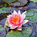 Waterlily with fly