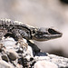 Agama lizard - Turkey 2010