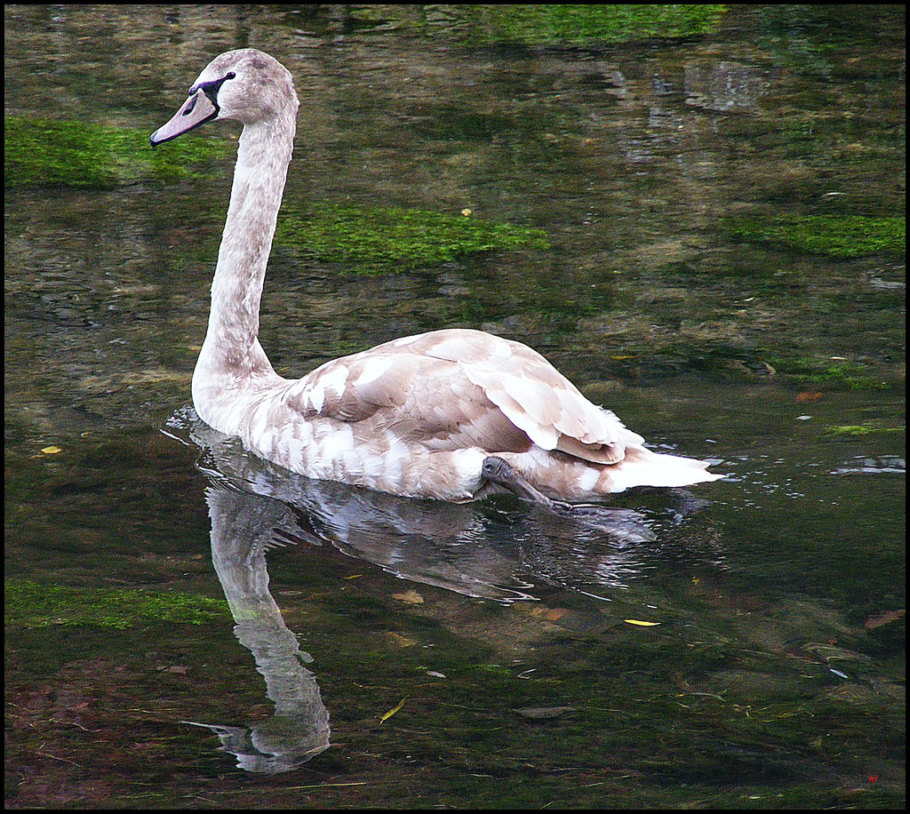 Brown swan