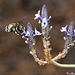 Anthophoridae, Amegilla canifrons.