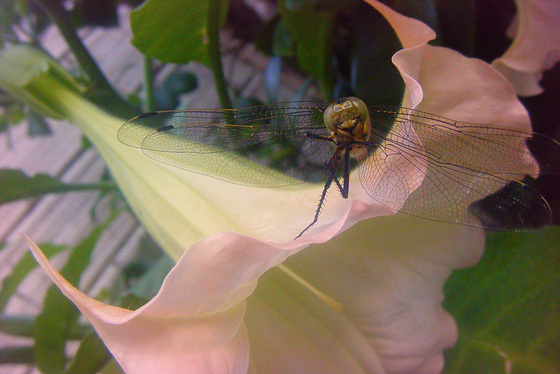sur une fleur de datura , une libéllule sourie