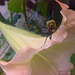 sur une fleur de datura , une libéllule sourie