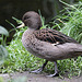 20100902 7872Aw [D~ST] Chile-Krickente (Anas f. flavirostris), Zoo Rheine