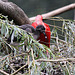 20100902 7881Taw Roter Sichler (Eudocimus ruber) + [JV], Zoo Rheine