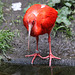 20100902 7904Tw [D~ST] Roter Sichler (Eudocimus ruber), Zoo Rheine
