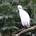 20100902 7882Tw [D~ST] Silberreiher (Casmerodius albus), Zoo Rheine