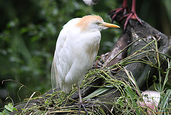 20100902 7889Tw [D~ST] Kuhreiher (Bubulcus ibis), Zoo Rheine