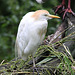 20100902 7889Tw [D~ST] Kuhreiher (Bubulcus ibis), Zoo Rheine